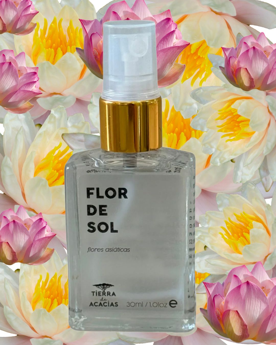 Flor de Sol / Flores Asiáticas